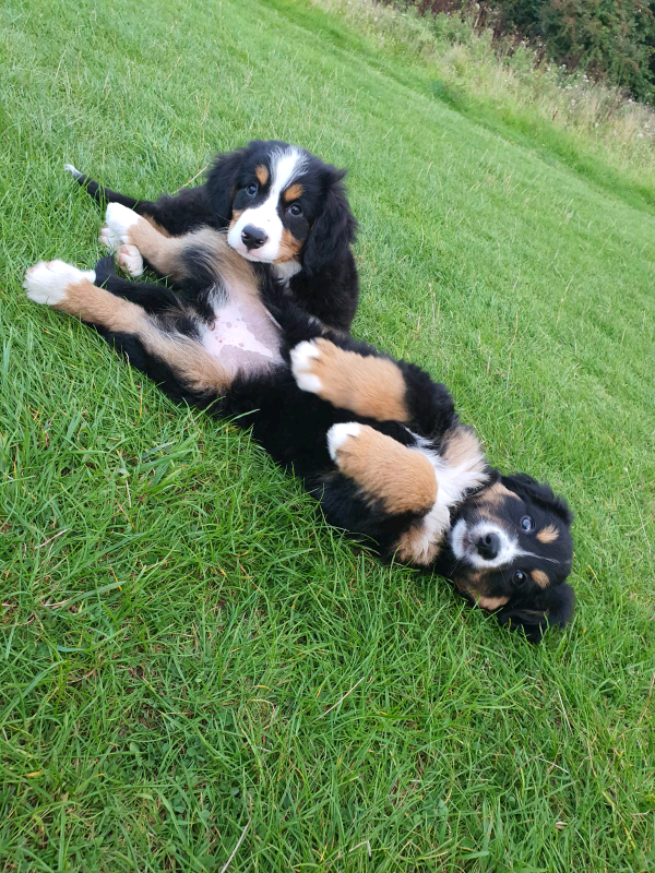 bernese mountain dog puppies for sale trading post